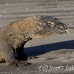 dragon_komodo_hsb_rinca_h_0841_kom2618.jpg